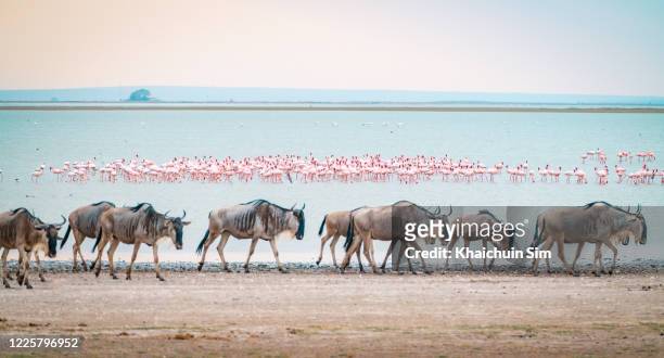wildebeest and flamingos - horn of africa stock-fotos und bilder
