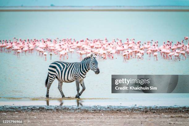 zebra and flamingos - zebra herd ストックフォトと画像