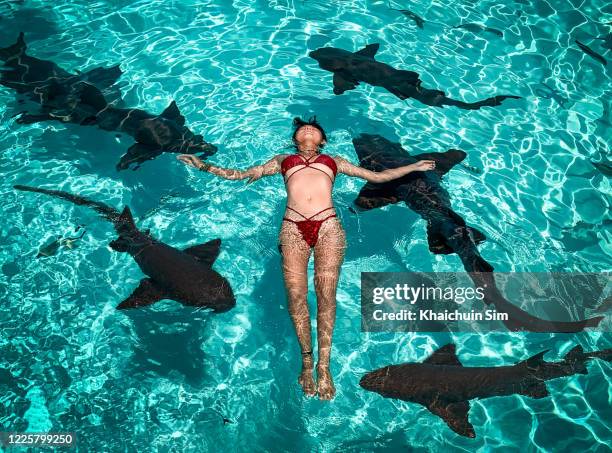 swimming with sharks - bahamas aerial stockfoto's en -beelden