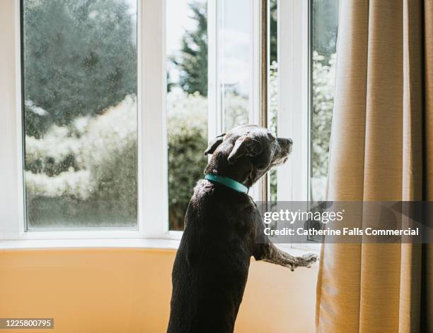 dog looking out a window - barking stock pictures, royalty-free photos & images