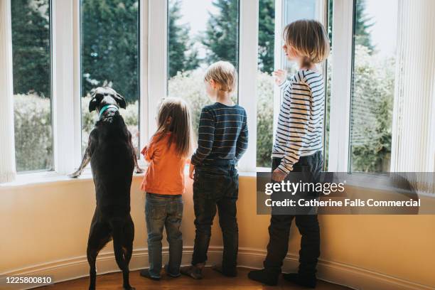 kids and dog, looking out of a window - dog greeting stock pictures, royalty-free photos & images