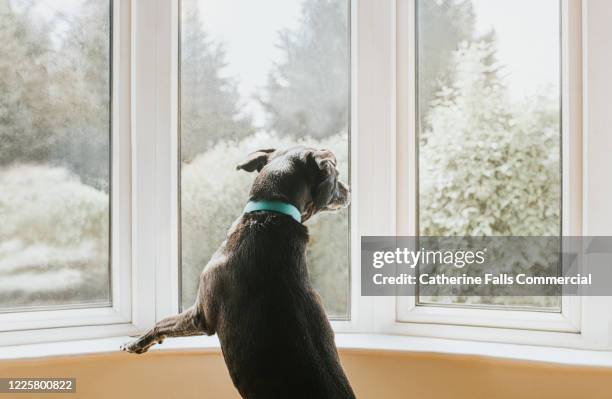dog looking out a window - ladrando fotografías e imágenes de stock