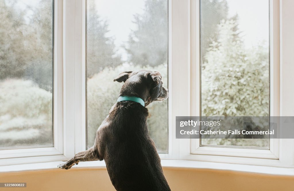 Dog looking out a Window