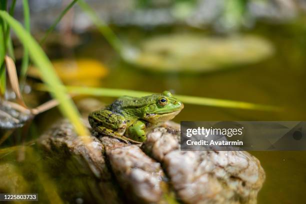 frog in a pond - frosch stock-fotos und bilder
