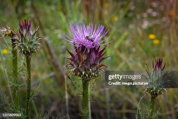 bee pollinating purple cardo - milk thistle stock pictures, royalty-free photos & images