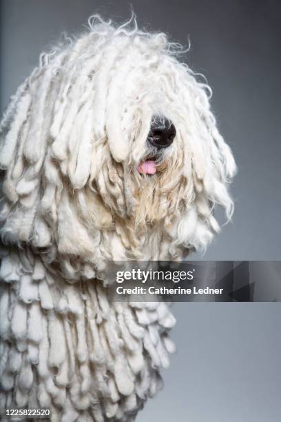 portrait of komondor dog on grey seamless - komondor stock pictures, royalty-free photos & images
