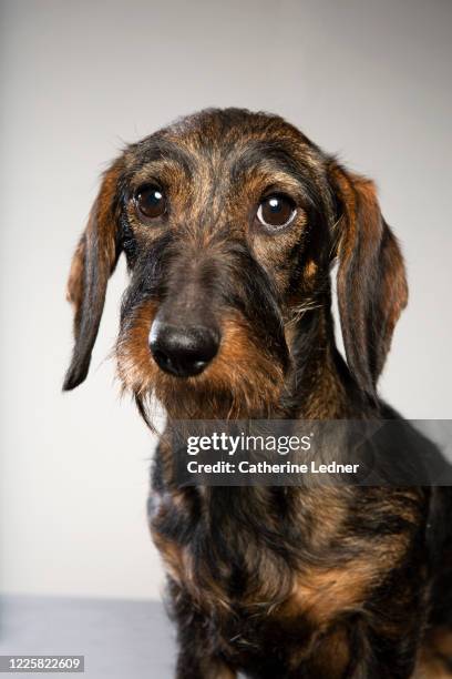 shy wire haired dachshund with big eyes on grey seamless - wire haired dachshund stock pictures, royalty-free photos & images