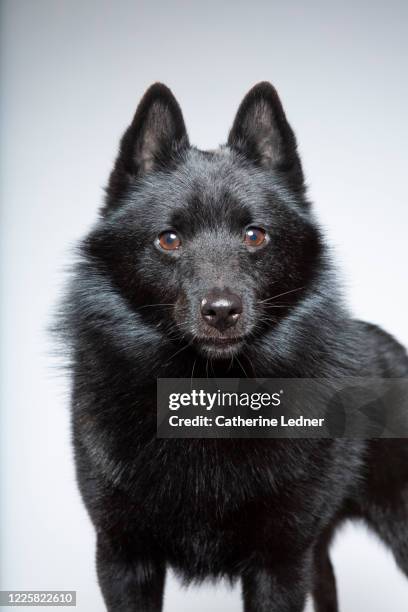 portrait of schipperke dog looking at camera in studio - schipperke stock pictures, royalty-free photos & images