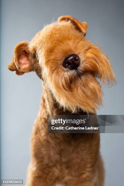 studio shot of lakeland terrier putting nose toward camera - perro adiestrado fotografías e imágenes de stock