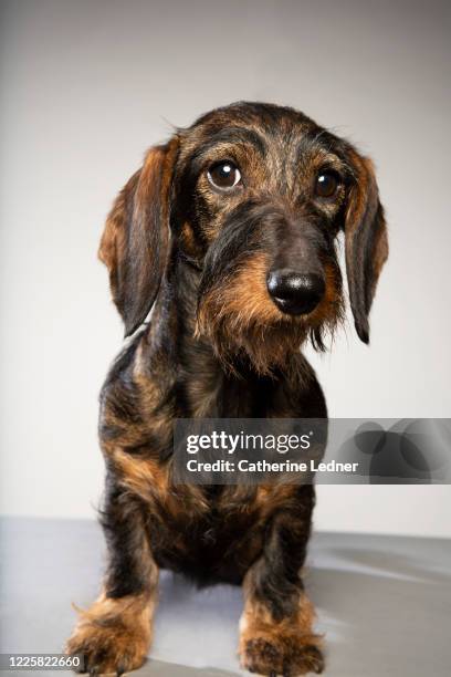 studio portrait of wired haired dachshund - wire haired dachshund stock pictures, royalty-free photos & images