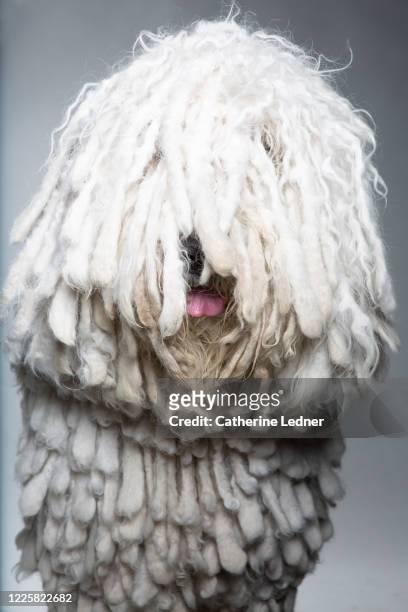 portrait of komondor dog with tongue out in studio - komondor stock pictures, royalty-free photos & images