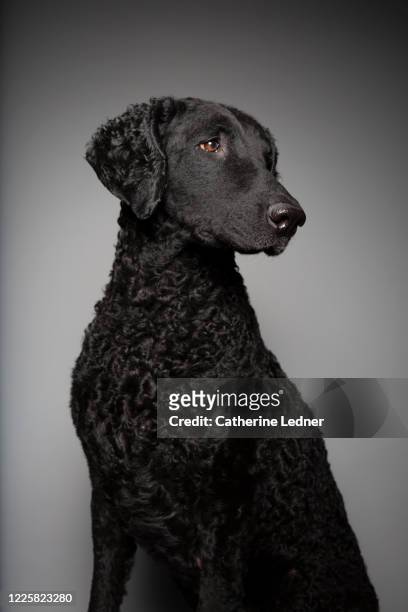 curly coated retriever in studio looking away in an elegant pose - show dog stock pictures, royalty-free photos & images