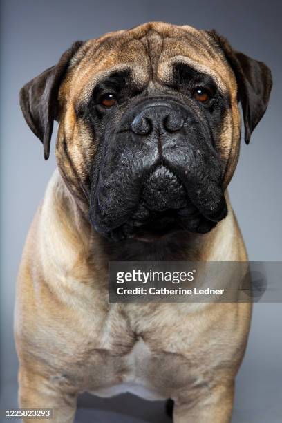 bull mastif dog portrait in studio - bull mastiff stock-fotos und bilder