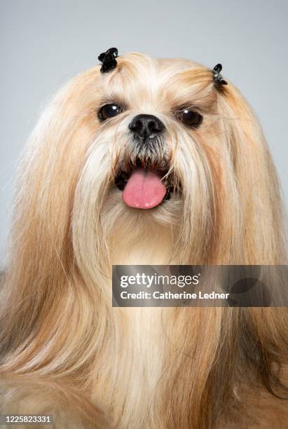 lhasa apso dog looking at camera with clips in hair in studio - lhasa apso stock pictures, royalty-free photos & images