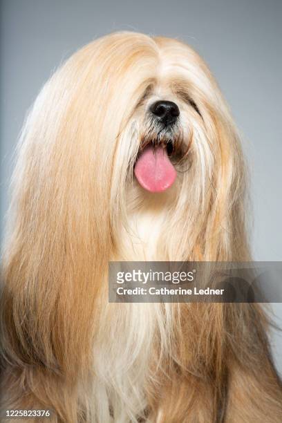 lhasa apso studio portrait with tongue out - capelli lunghi foto e immagini stock