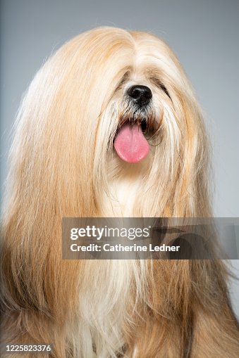 16,877 Dog With Long Hair Photos and Premium High Res Pictures - Getty  Images