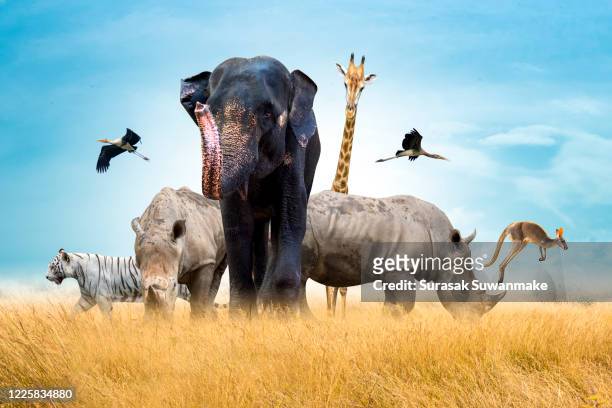 3,605 Animated Zoo Animals Photos and Premium High Res Pictures - Getty  Images
