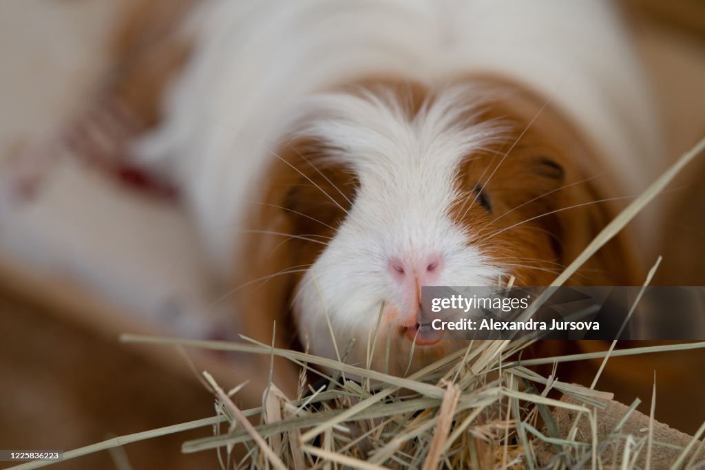 Sheltie guinea pig