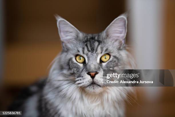 maine coon cat - maine coon cat stock pictures, royalty-free photos & images