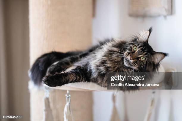 maine coon cat - shaggy fur stock-fotos und bilder