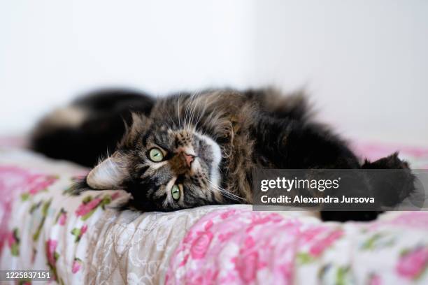 maine coon cat - raggig bildbanksfoton och bilder