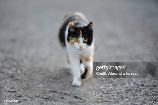 walking cat - alexandra walker stock pictures, royalty-free photos & images