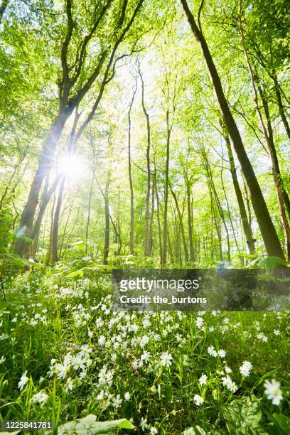 idyllic forest and wild flower meadow in springtime against sun - forest meadow stock pictures, royalty-free photos & images
