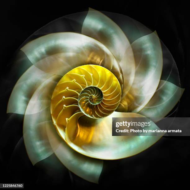 nautilus - nautilus stock pictures, royalty-free photos & images