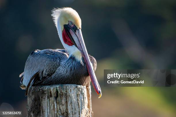 bruine pelikaan die op houten heien rust - pelikaan stockfoto's en -beelden