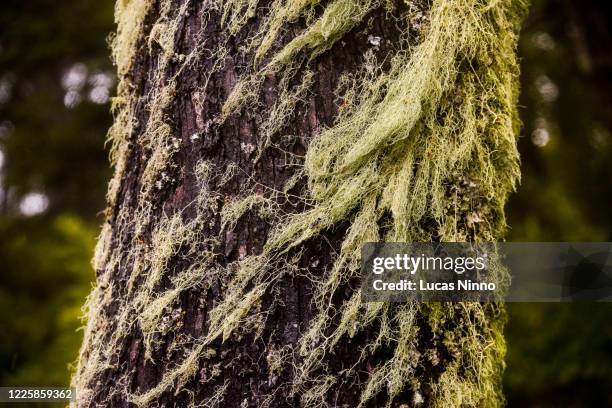 usnea barbata - old man's beard lichen - usnea lichen stock pictures, royalty-free photos & images