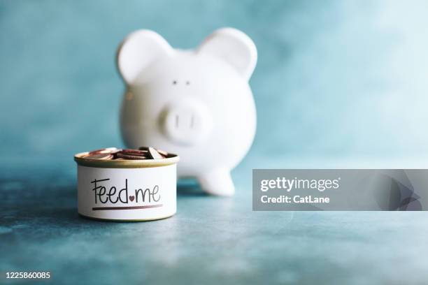 schweinebank bettelt um geld. finanzen und wirtschaft - plain background please stock-fotos und bilder