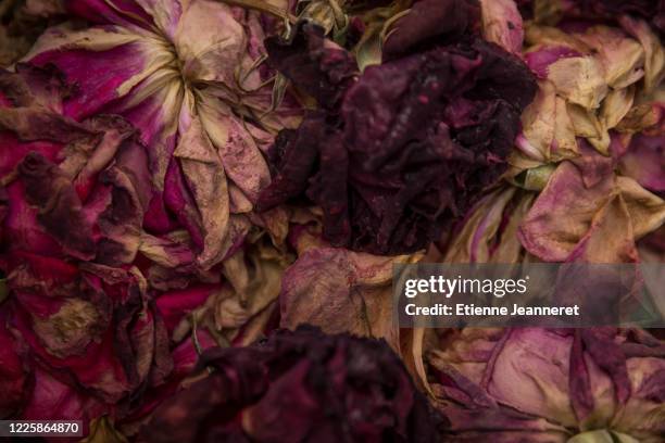 heap of decomposed roses, montargis, france. - dead rotten stock pictures, royalty-free photos & images