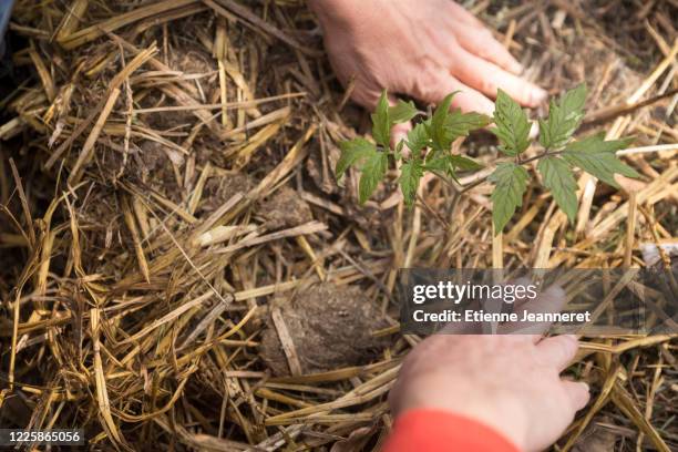 hands gathering mulch around tomato plant, montargis, france. - mulch stock pictures, royalty-free photos & images