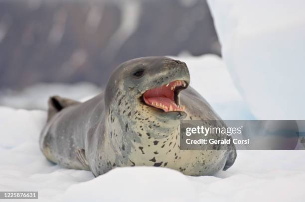 氷の上のヒョウのアザラシの歯と口、シエルバコーブ、南極、ヒョウのアザラシ(ヒドロルガレプトニークス)は、家族のフォシダエに属しています。 - ヒョウアザラシ ストックフォトと画像