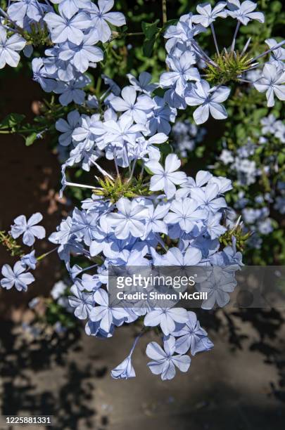 blue plumbago (plumbago auriculata), also known as cape plumbago or cape leadwort, in bloom - plumbago stock pictures, royalty-free photos & images