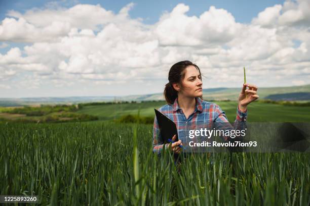 young female agriculture scientist checking wheat crops on the field - young agronomist stock pictures, royalty-free photos & images