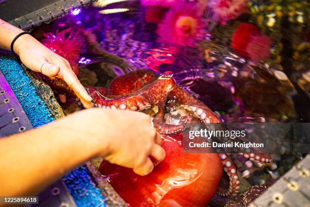 Aquarist Maddy Tracewell feeds an octopus at SEA LIFE Aquarium at LEGOLAND California during the coronavirus pandemic on May 19, 2020 in Carlsbad,...