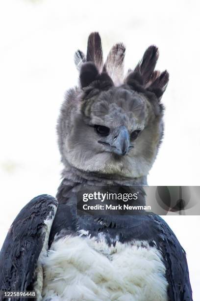 harpy eagle - harpy eagle - fotografias e filmes do acervo