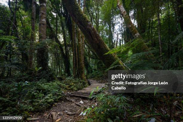 sendero de las cascadas escondidas - parque nacional pumalín - parque natural stock-fotos und bilder