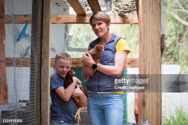mother and son enjoying their hens in their garden - laying egg stock pictures, royalty-free photos & images