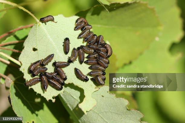 a group of viburnum leaf beetle larvae, feeding on an aspen tree leaf, populus tremula, in woodland in the uk. - viburnum stock pictures, royalty-free photos & images