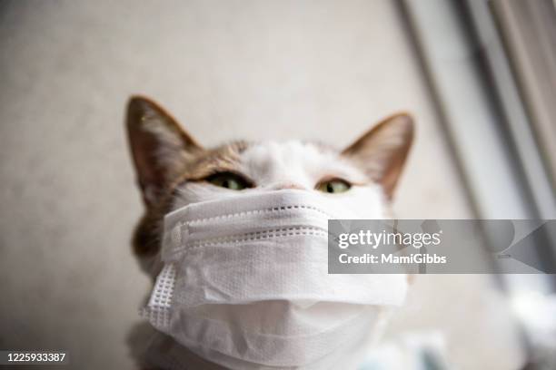 cat wearing mask - cat face mask stock pictures, royalty-free photos & images