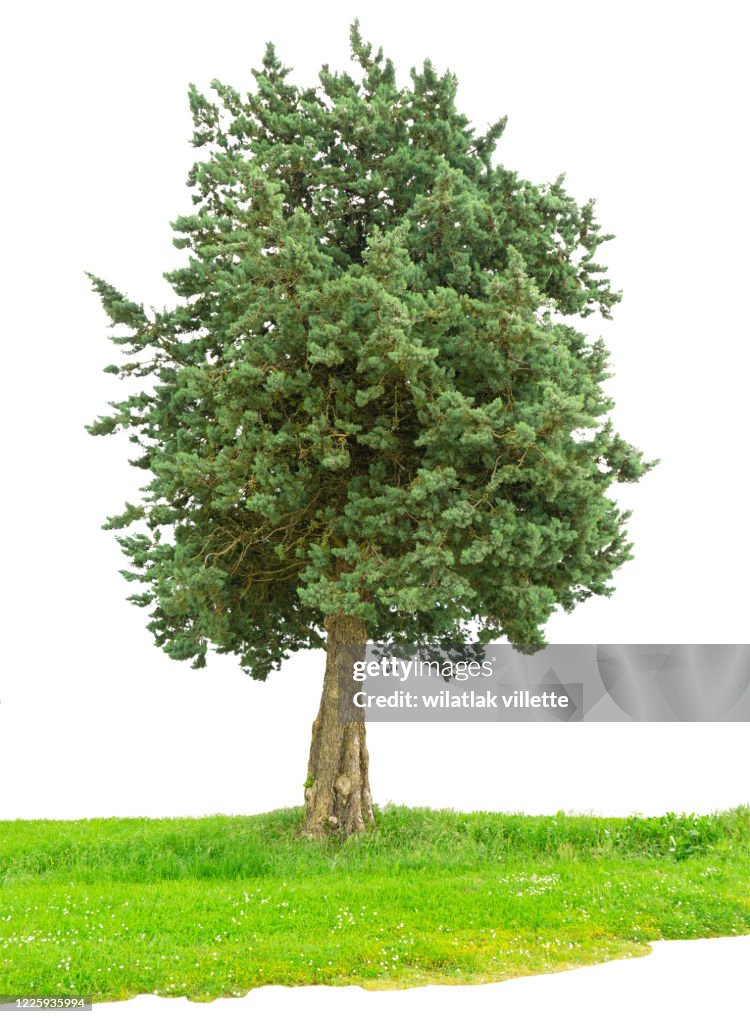 Green tree on a white background