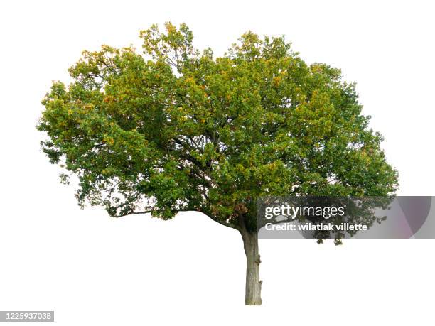 green tree  on a white background - apple tree stock pictures, royalty-free photos & images