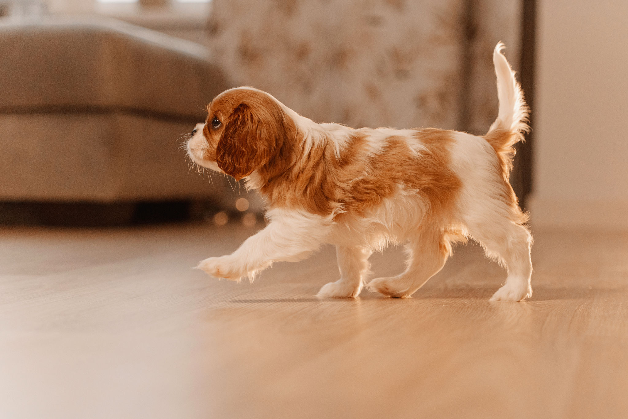 puppy exploring