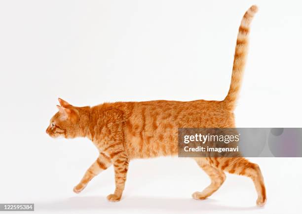 Japanese Cat High-Res Stock Photo - Getty Images
