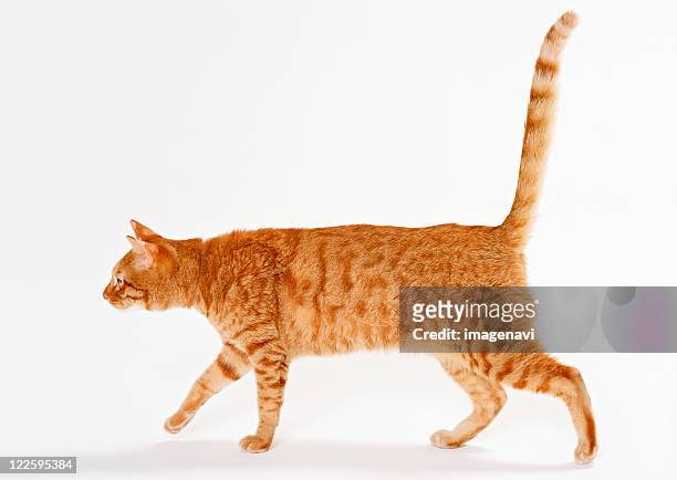 japanese cat - tail 個照片及圖片檔