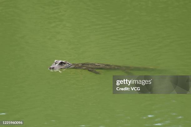 Chinese alligator swims in water as it is released to wild on May 20, 2020 in Xuancheng, Anhui Province of China. A total of 32 artificial breeding...