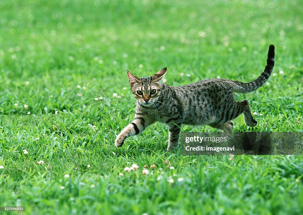 Ocicat