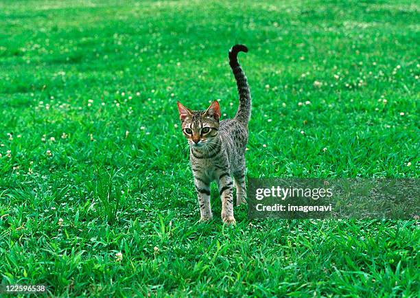 ocicat - ocicat stock pictures, royalty-free photos & images